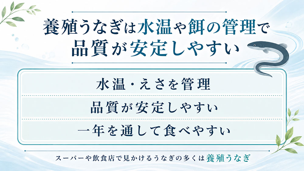 養殖うなぎは水温や餌の管理で品質が安定しやすい