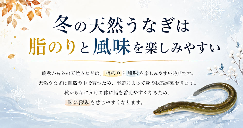冬の天然うなぎは脂のりと風味を楽しみやすい
