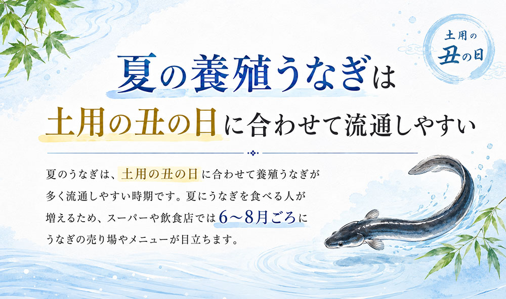 夏の養殖うなぎは土用の丑の日に合わせて流通しやすい