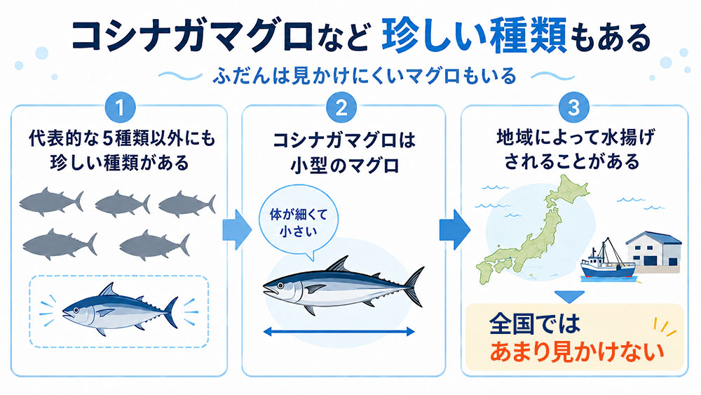 コシナガマグロなど珍しい種類もある