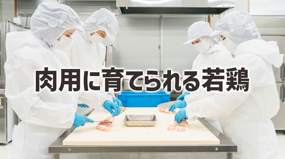 ブロイラーは肉用に育てられる若鶏