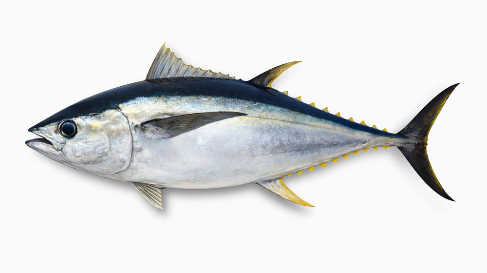 メバチマグロは刺身や回転寿司で身近な種類