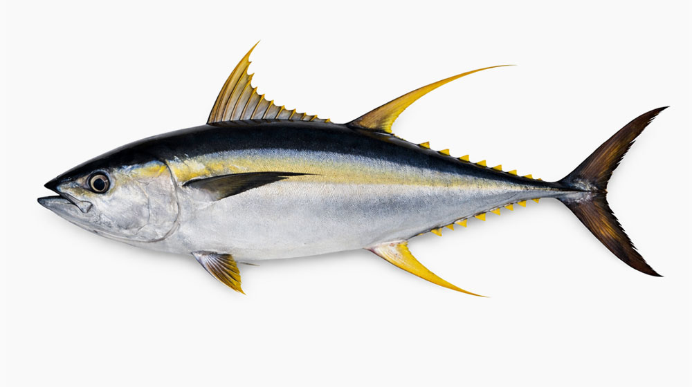 キハダマグロはさっぱりして料理に使いやすい