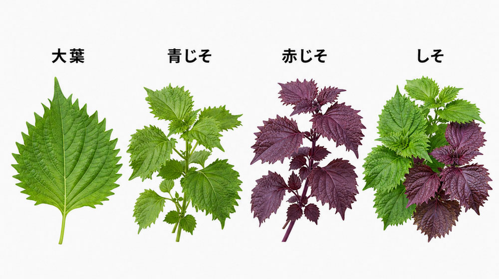 大葉・青じそ・赤じそ・しその違いを表で整理