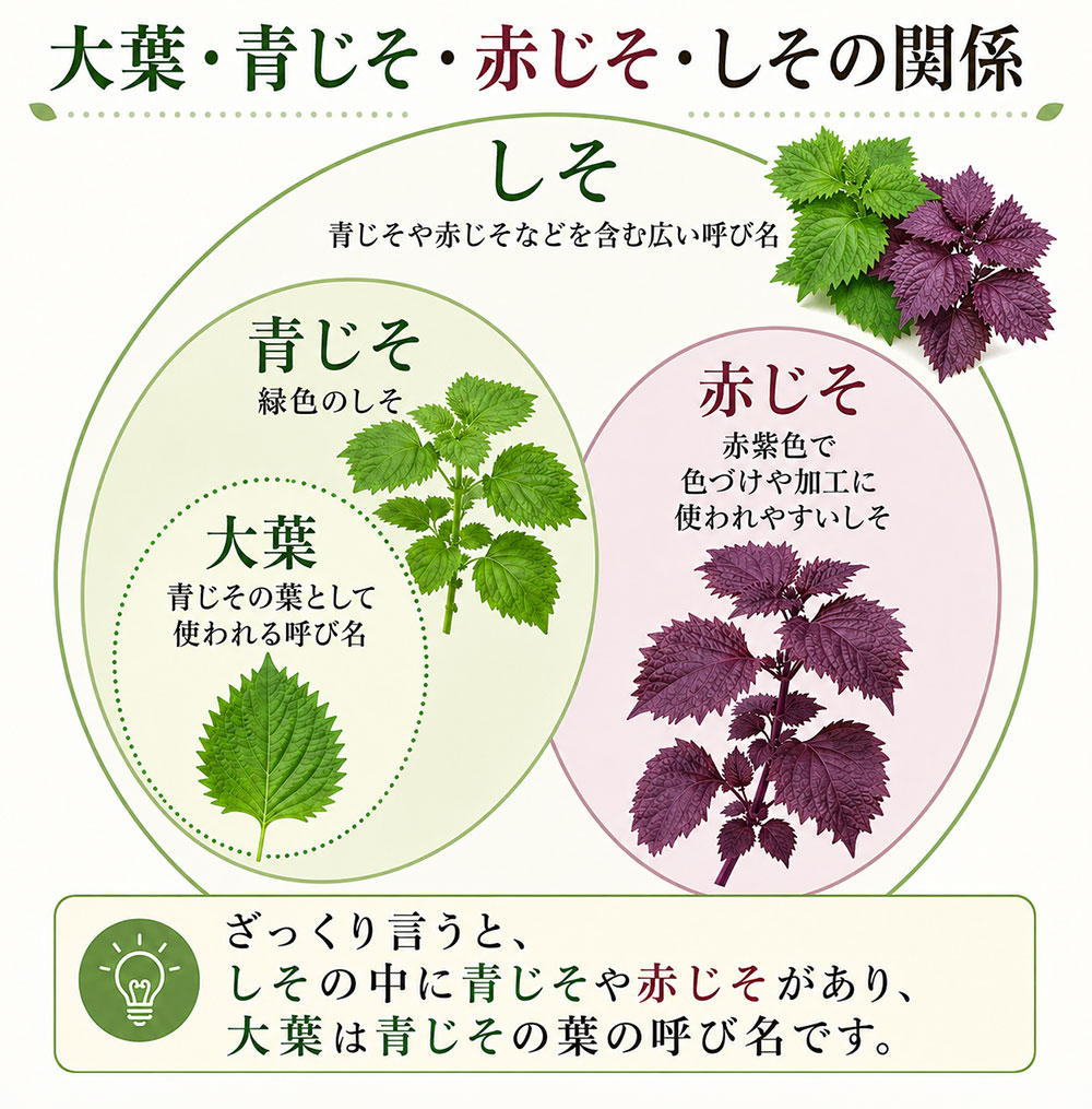 大葉・青じそ・赤じそ・しその違いを表で整理