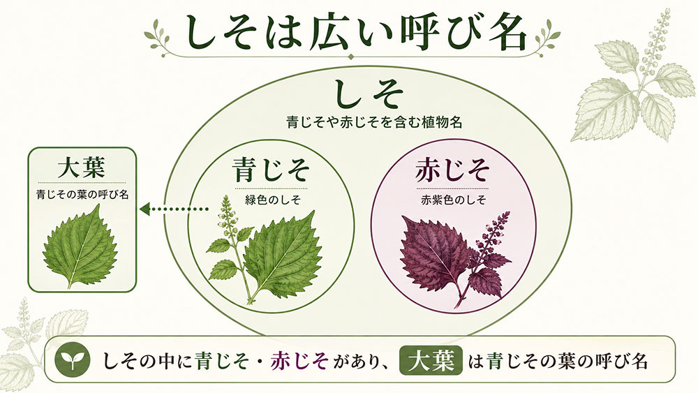 しそは赤じそ・青じそなどを含む植物名