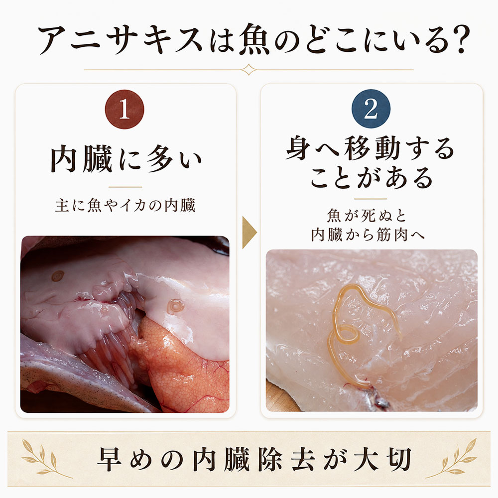 アニサキスは魚のどこにいる？