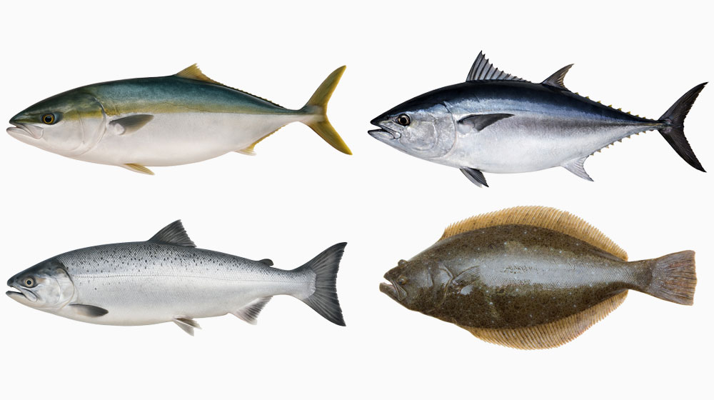 ブリ・ヒラメ・サケ・マグロも条件によって注意が必要