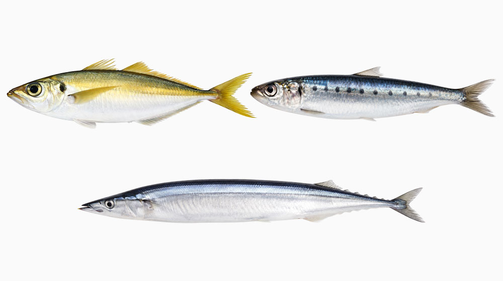 アジ・サンマ・イワシは生食や自家調理で注意したい魚