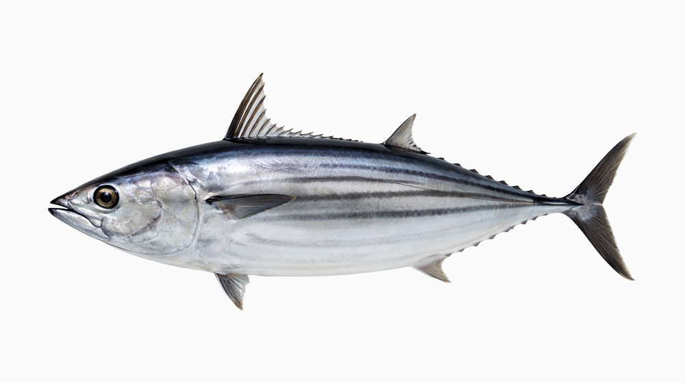 カツオは刺身やたたきで食べる機会が多く注意したい魚