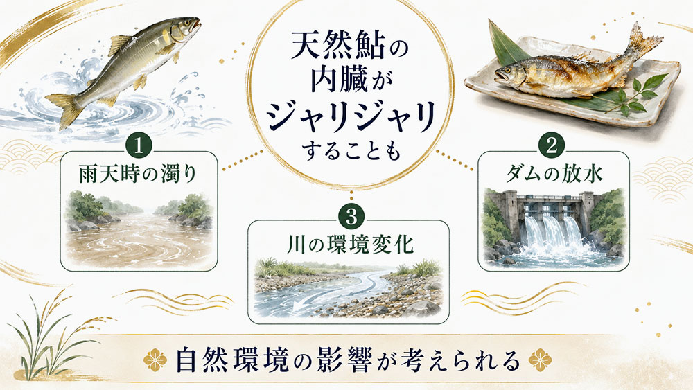 天然鮎の内臓がジャリジャリする?