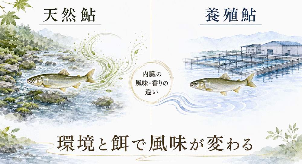 天然鮎と養殖鮎では風味が変わることがある
