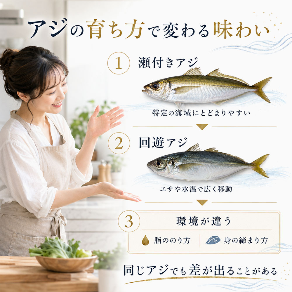 瀬付きアジと回遊アジの違い