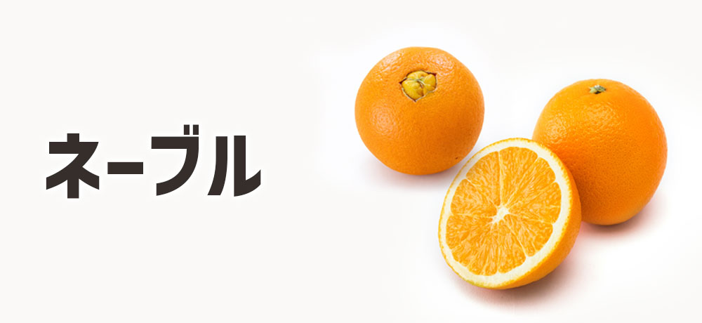 ネーブルオレンジ（冬～春）