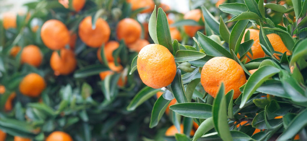 みかんが一番おいしい時期