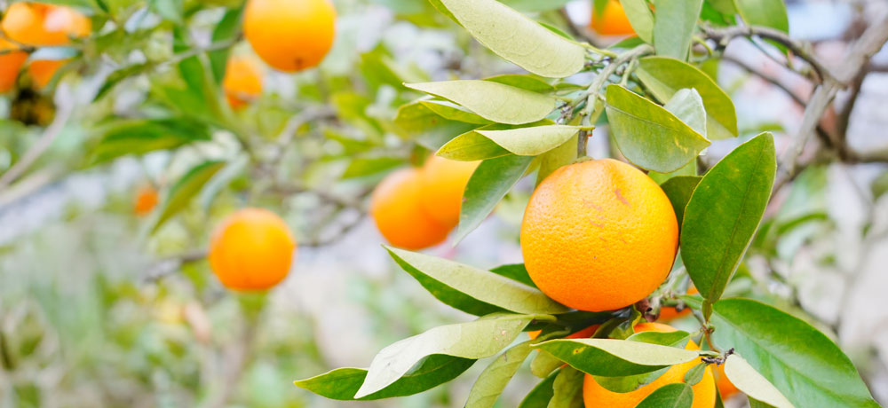オレンジが一年中売られている理由