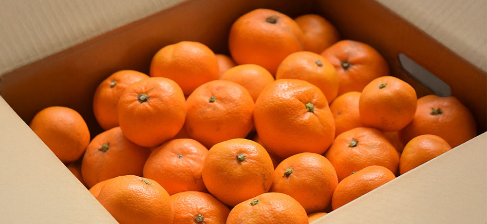 コスパ重視の選び方のコツ