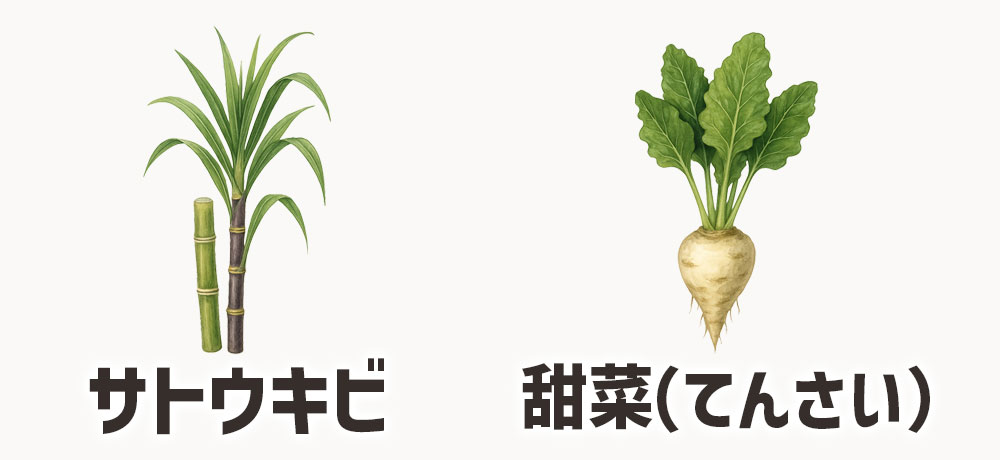 砂糖の原料