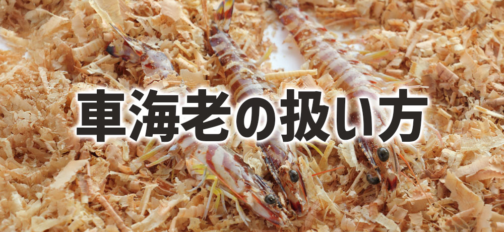 箱に入ったおがくず入の車海老の扱い方