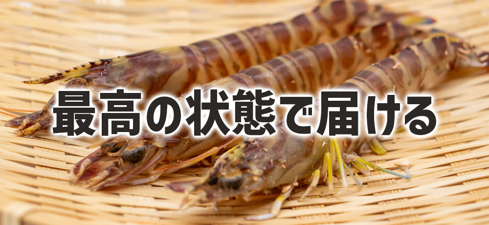 車海老を生きたまま運ぶメリットとは