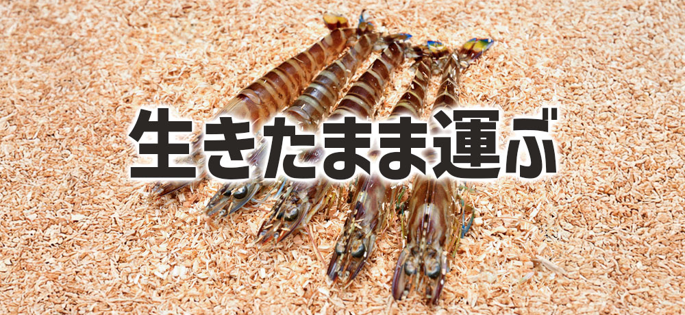 車海老を生きたまま運ぶためにおがくずが入っている
