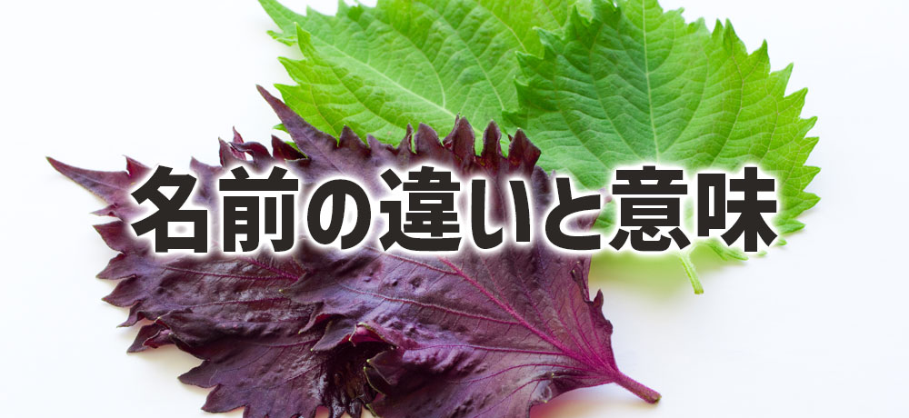 「大葉」と「しそ」の名前の違いと意味