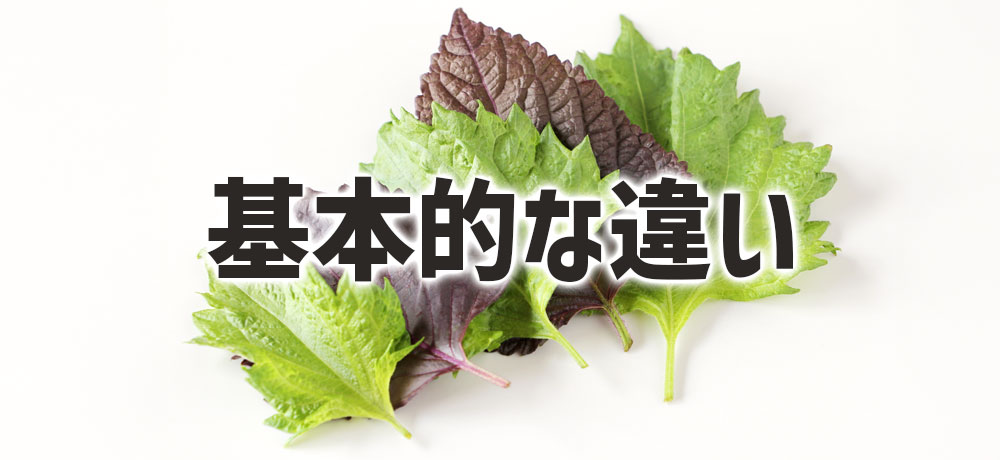 大葉(青じその葉)としそ(紫蘇)の基本的な違いとは