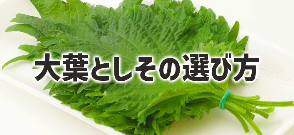 用途別に知る「大葉」「しそ」の上手な選び方