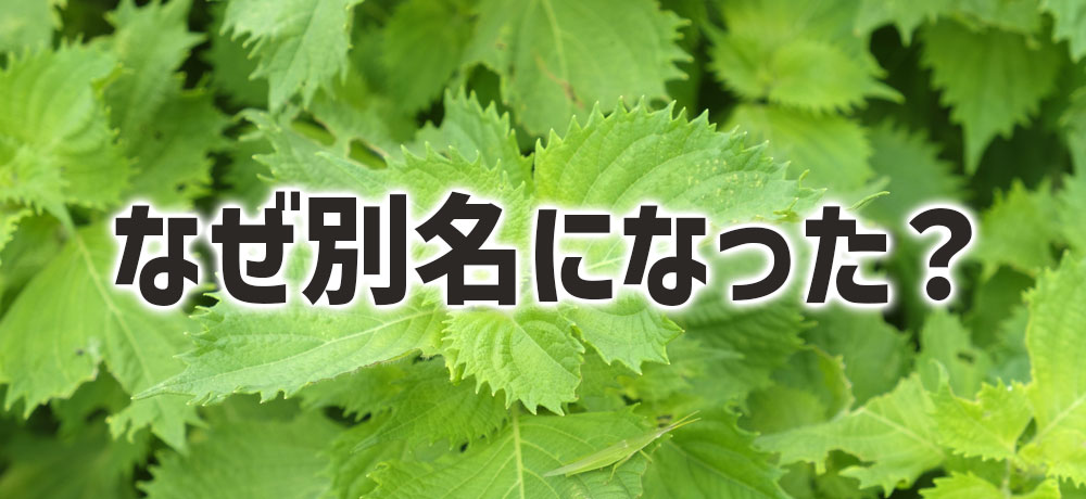 なぜ「大葉」と「しそ」は別名になったのか?
