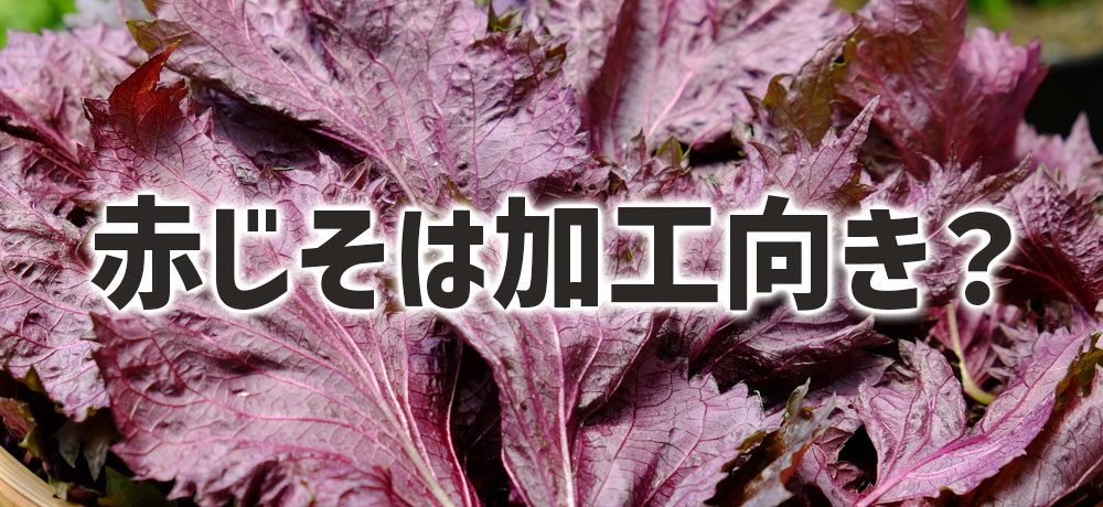 大葉は生で、赤じそは加工向き?使い道の基本をチェック