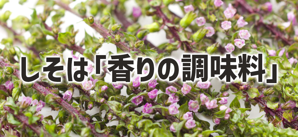 しその種類で香りや味が変わる?