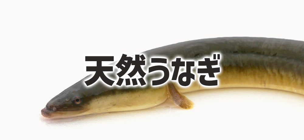 天然うなぎの旬は秋から冬