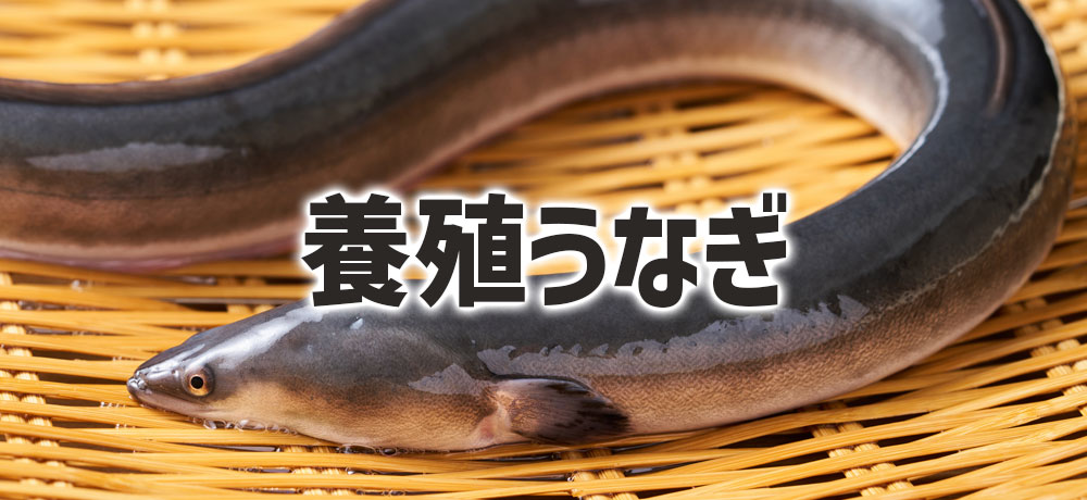 養殖うなぎの旬は夏?“土用の丑の日”に合わせている