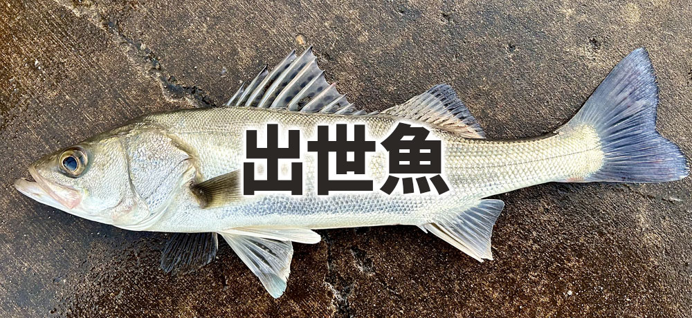 スズキは出世魚