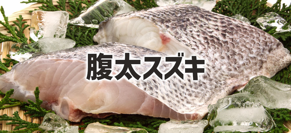 もう一つの旬？秋〜初冬の“腹太スズキ”の魅力