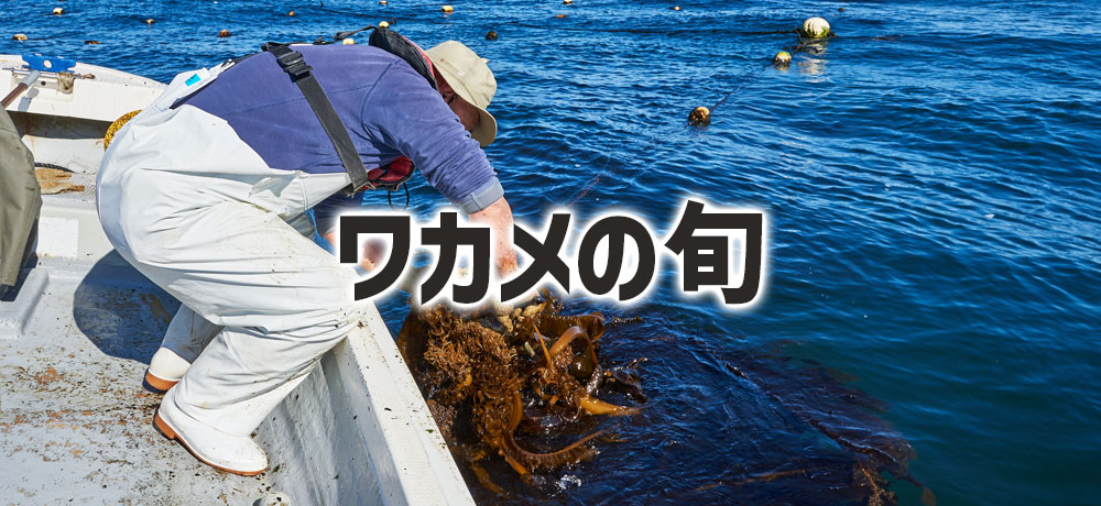 わかめの旬はいつ?