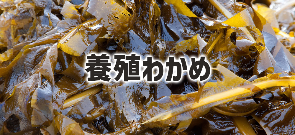 流通しているわかめはほとんど養殖
