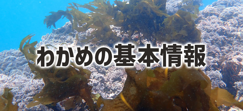 わかめの基本情報