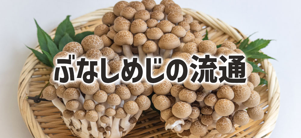 ぶなしめじの流通シーズンと産地事情（年中手に入る理由）