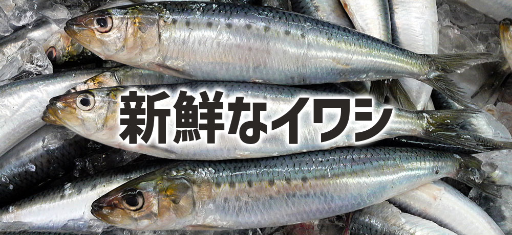 新鮮なイワシの見極めと保存について