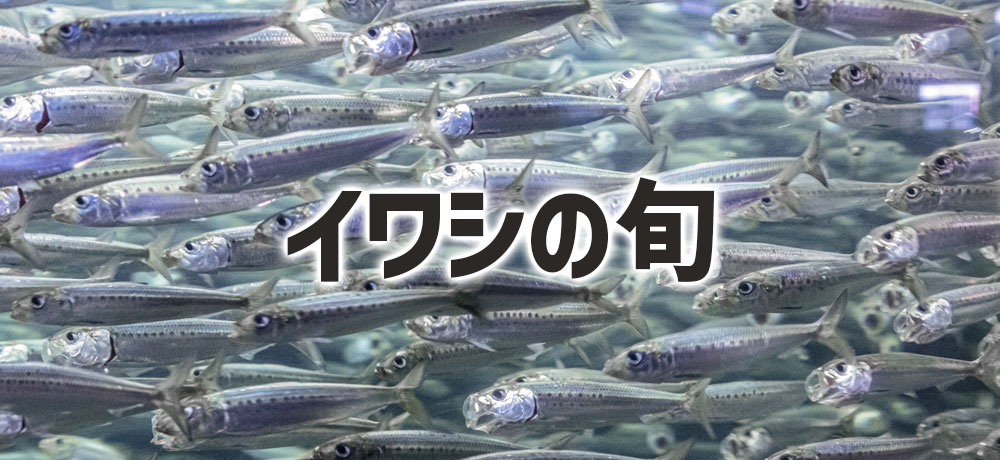 イワシの旬
