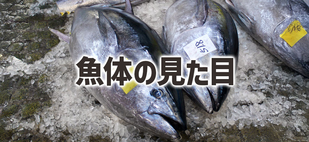 魚体の見た目でわかる！カツオとマグロの見分け方