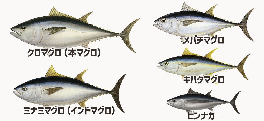 マグロの種類と基本情報