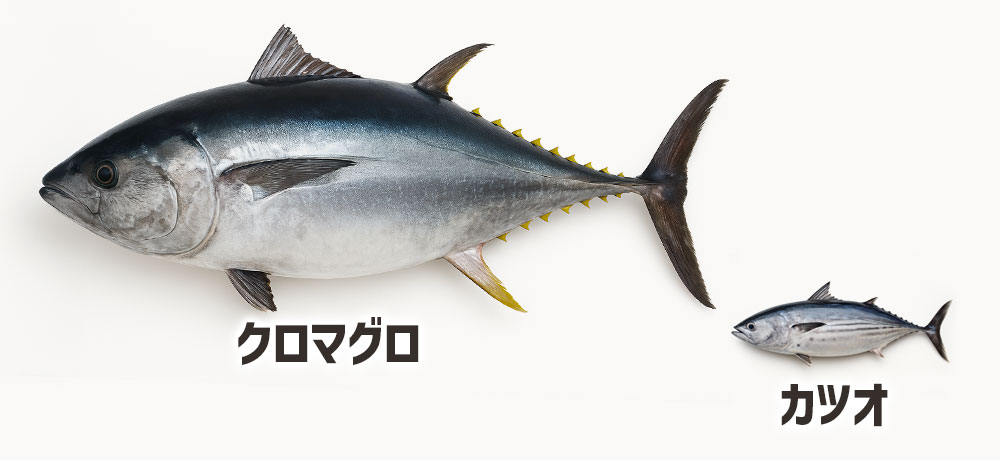 サイズ感や体型の比較：見た目からわかる特徴