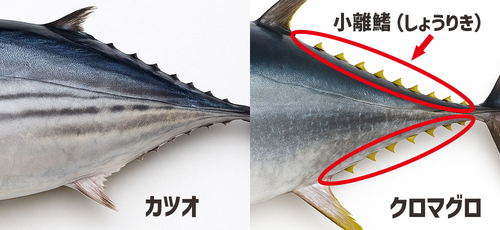 背びれ・小離鰭（しょうりき）の色や腹部模様で識別するポイント