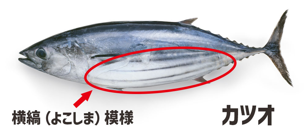 カツオの腹部には数本の黒い横縞（よこじま）模様が入っています。