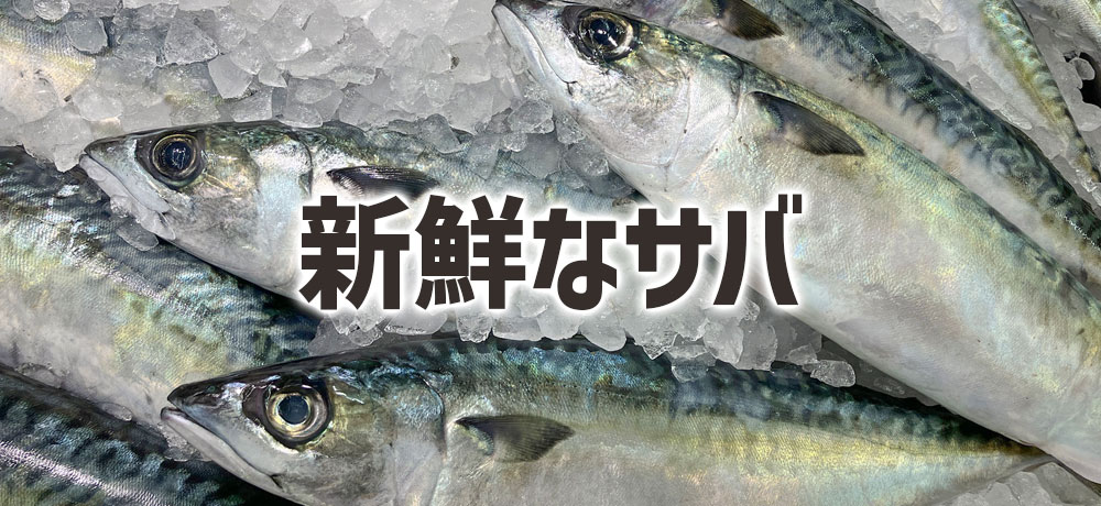 おいしい旬のサバを見分けるコツ