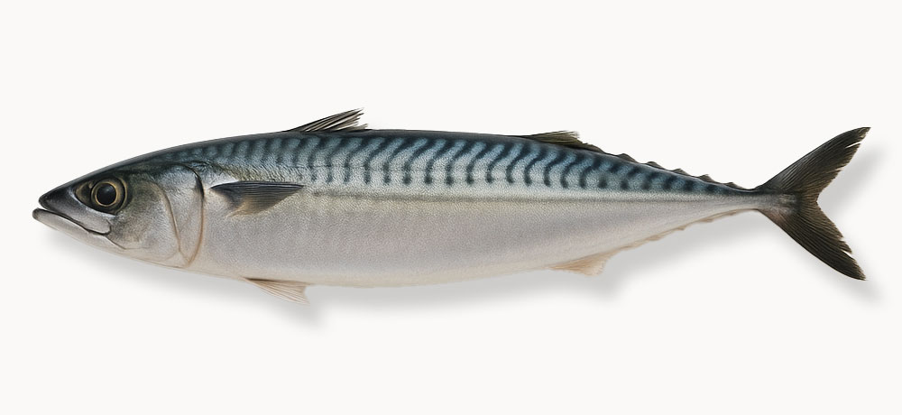 ノルウェーのサバっていつが旬?