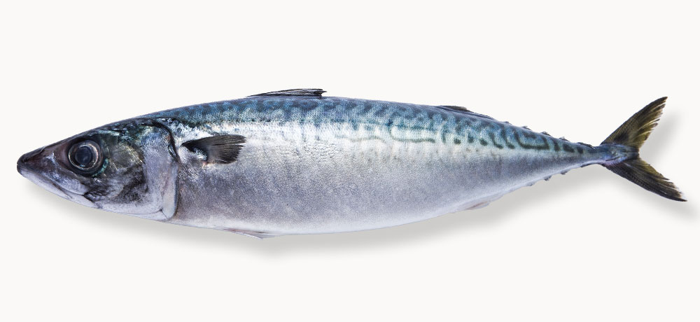 マサバの旬は秋〜冬が本番
