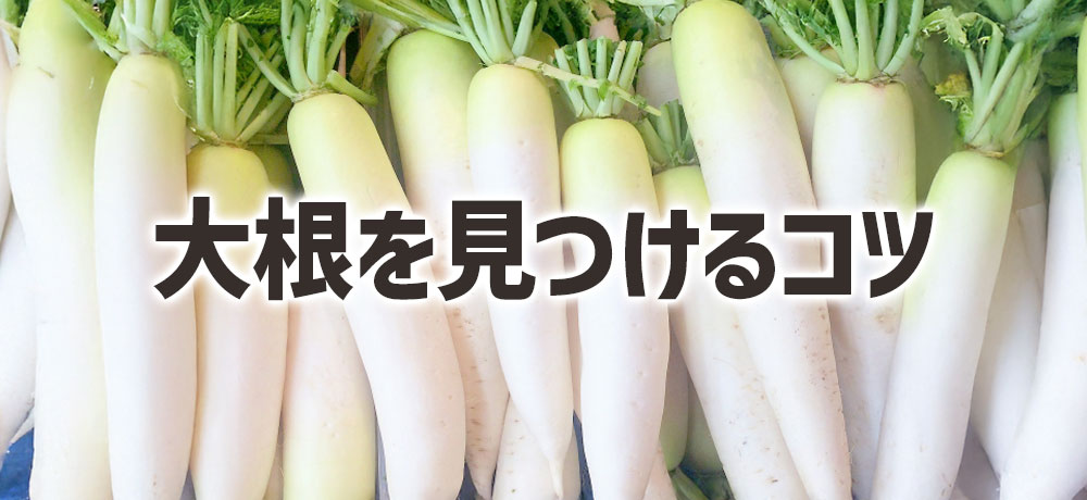 大根の部位ごとにお得な大根を見つけるコツ